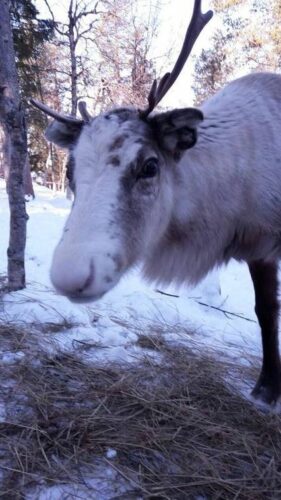 Finnisch Lappland