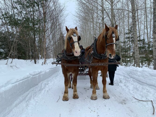 Québec Pferde