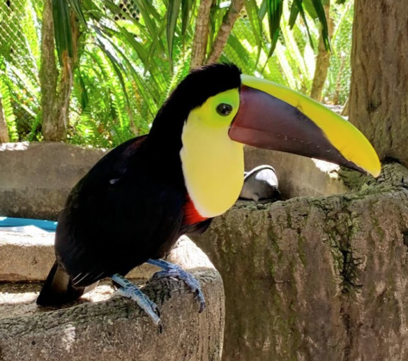 Tucan Costa Rica
