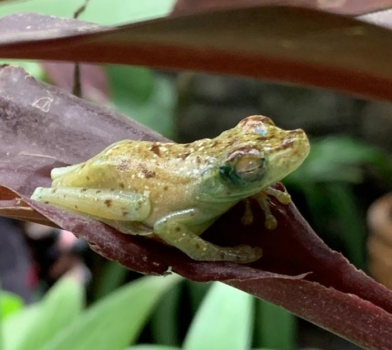 Frosch Costa Rica