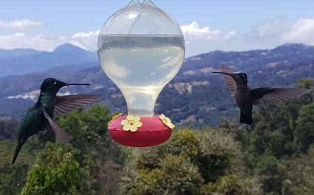 Kolibirs Costa Rica