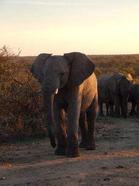 Elefant Namibia 2