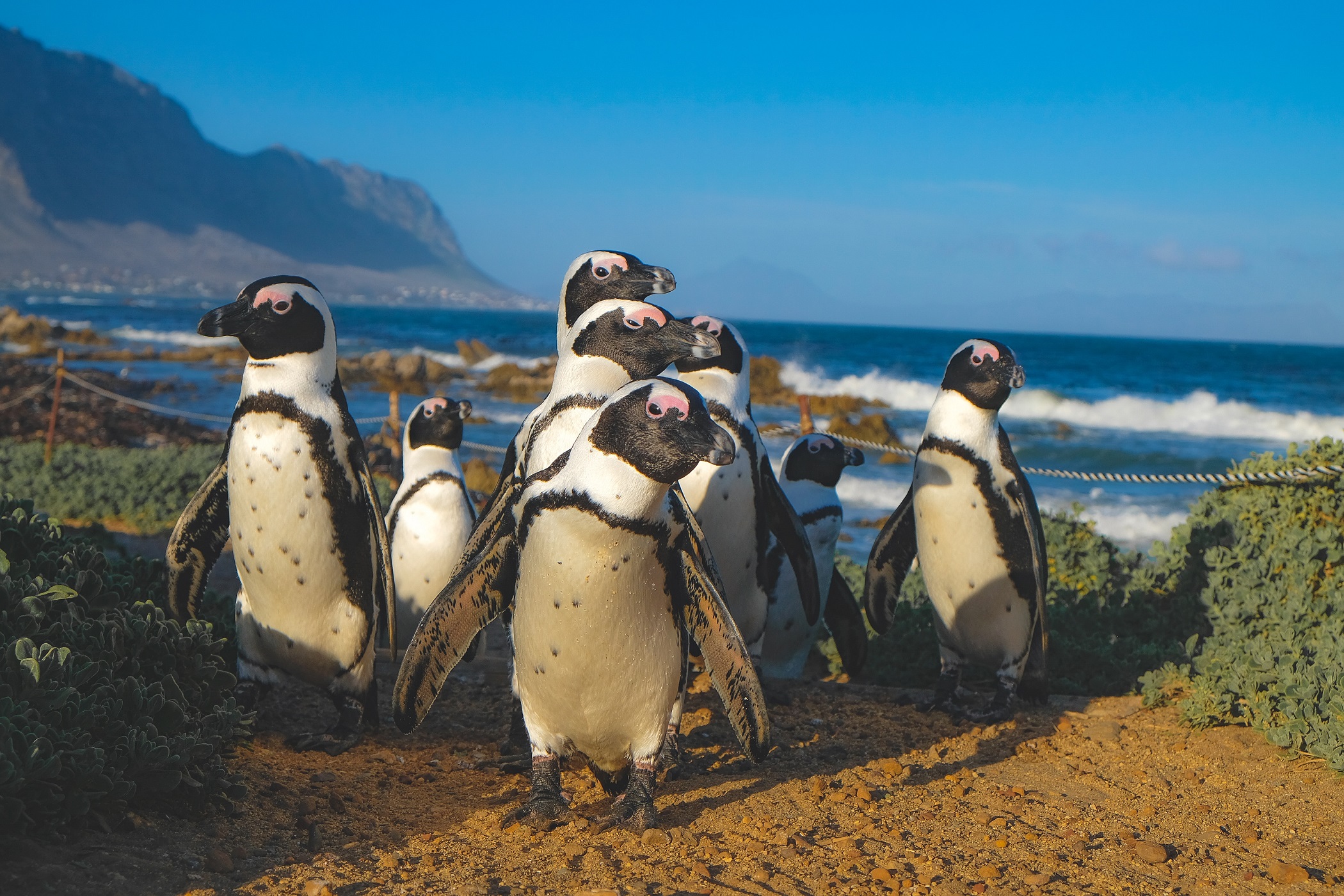 Kapstadt, Pinguine