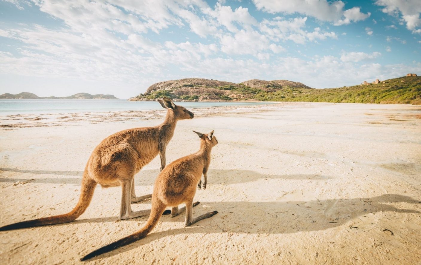 Kängurus am Strand, Australien