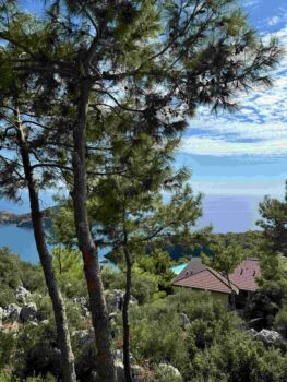 Blick auf das Meer durch Pinienwälder