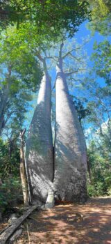 Baobab in Madagaskar