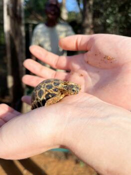 Kleine Schildkröte auf Händen