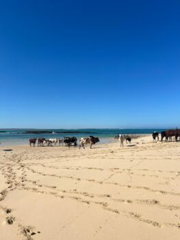 Kuhherde am Strand in Madagaskar