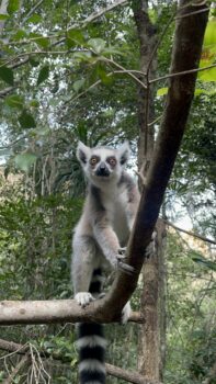Lemur in einem Baum