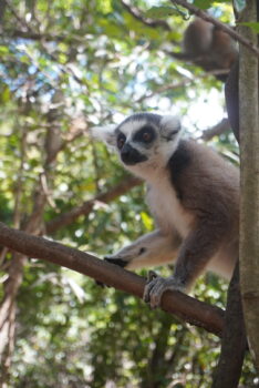 Lemur auf einem Baum