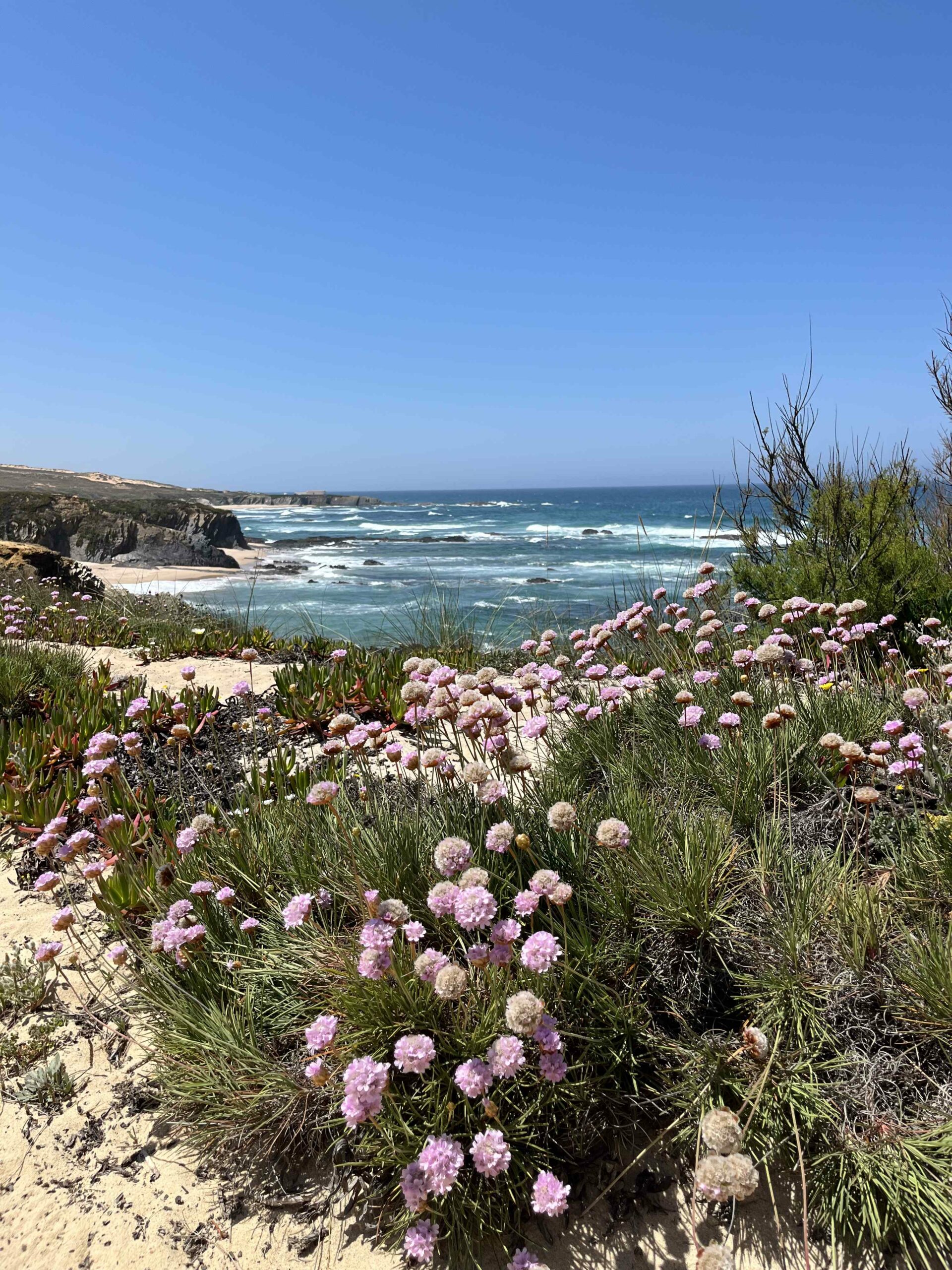 Blumen blühen lila und im Hintergrund ist ein Strand