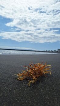 Schwarzer Sandstrand auf Teneriffa