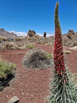 Teide Nationalpark mit Blume
