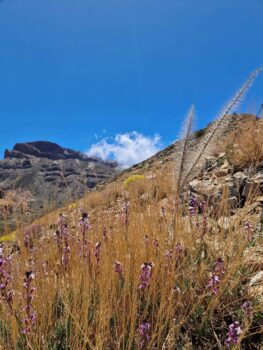 Teide Nationalpark