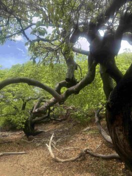 Versteckter Wanderweg im Shete Boka Nationalpark