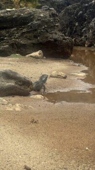 Leguan im Shete Boka Nationalpark