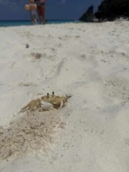 Kleiner Krebs am Strand von Cas Abao