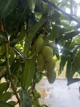 Mangobaum mit Früchten im Hofí Mango