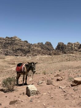 Esel in der Wüste Jordaniens