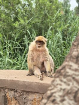 Äffchen auf einer Mauer in einem Garten in Marrakesch