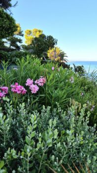 Blumen im Hotelgarten