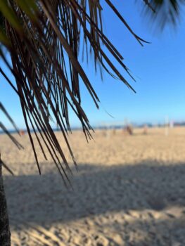 Palme am Strand der Copacabana