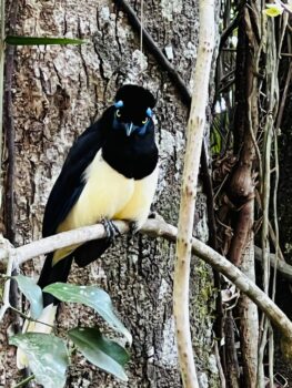 Kleiner schwarz-gelber Vogel auf einem Ast